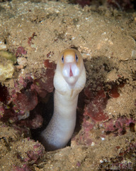 Gymnothorax melatremus