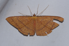 Eumelea rosalia