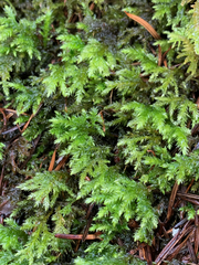 Pseudisothecium cristatum