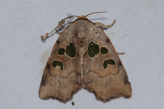 Xenochroa chlorostigma