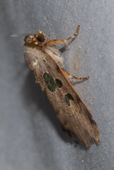 Xenochroa chlorostigma