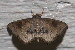 Protonoceras