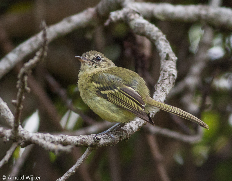 Mottle-Cheeked Tyrannulet