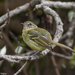 Mottle-cheeked Tyrannulet - Photo (c) Arnold Wijker, some rights reserved (CC BY-NC), uploaded by Arnold Wijker