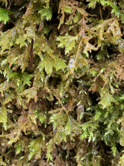 Pseudisothecium cristatum