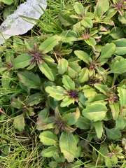 Collinsia grandiflora