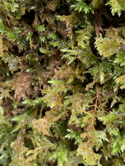 Pseudisothecium cristatum