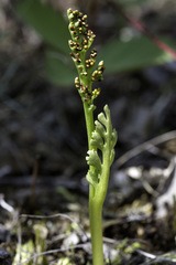 Botrychium ascendens