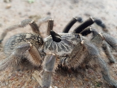 Ceratogyrus marshalli