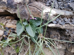 Viola somchetica