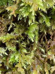 Pseudisothecium cristatum