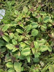 Collinsia grandiflora