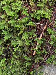 Pseudisothecium cristatum