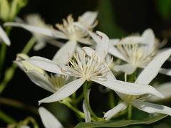 Clematis aristata