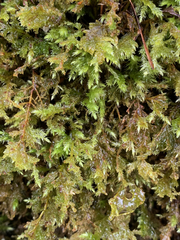 Pseudisothecium cristatum