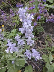 Nepeta cyanea