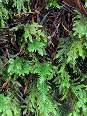 Pseudisothecium cristatum