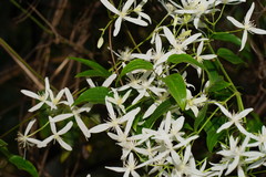 Clematis aristata