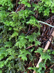 Pseudisothecium cristatum