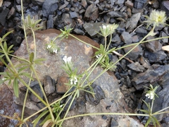 Asperula arvensis