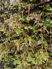 Pseudisothecium cristatum