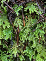 Pseudisothecium cristatum