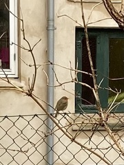 Erithacus rubecula
