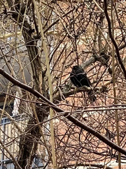 Turdus merula