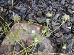 Asperula arvensis