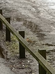 Erithacus rubecula