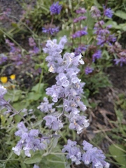 Nepeta cyanea