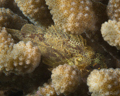 Sebastapistes coniorta