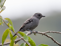 Thamnophilus caerulescens