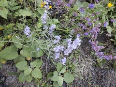 Nepeta cyanea