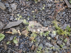 Asperula arvensis