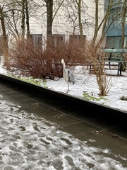 Ardea cinerea
