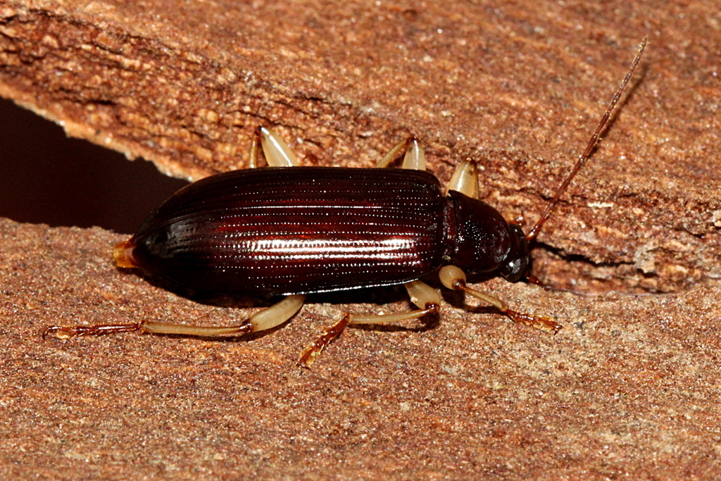Dimorphochilus