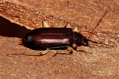 Dimorphochilus pascoei