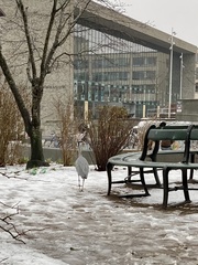 Ardea cinerea