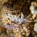 Bicolor Nudibranch - Photo (c) 104623964081378888743, some rights reserved (CC BY-NC), uploaded by 104623964081378888743