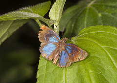 Paches loxus gloriosus