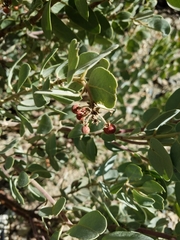 Arctostaphylos pringlei