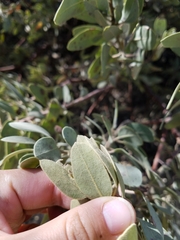 Arctostaphylos pringlei
