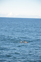 Lagenorhynchus albirostris
