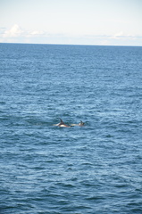 Lagenorhynchus albirostris