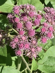 Urolepis hecatantha
