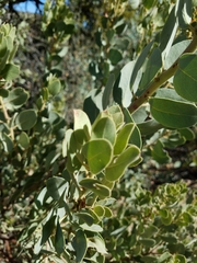 Arctostaphylos pringlei