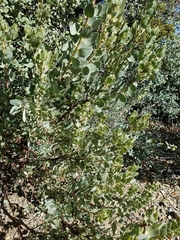 Arctostaphylos pringlei