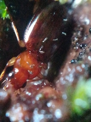 Ocys tachysoides