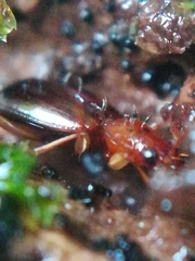 Ocys tachysoides